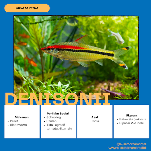 Denisonii