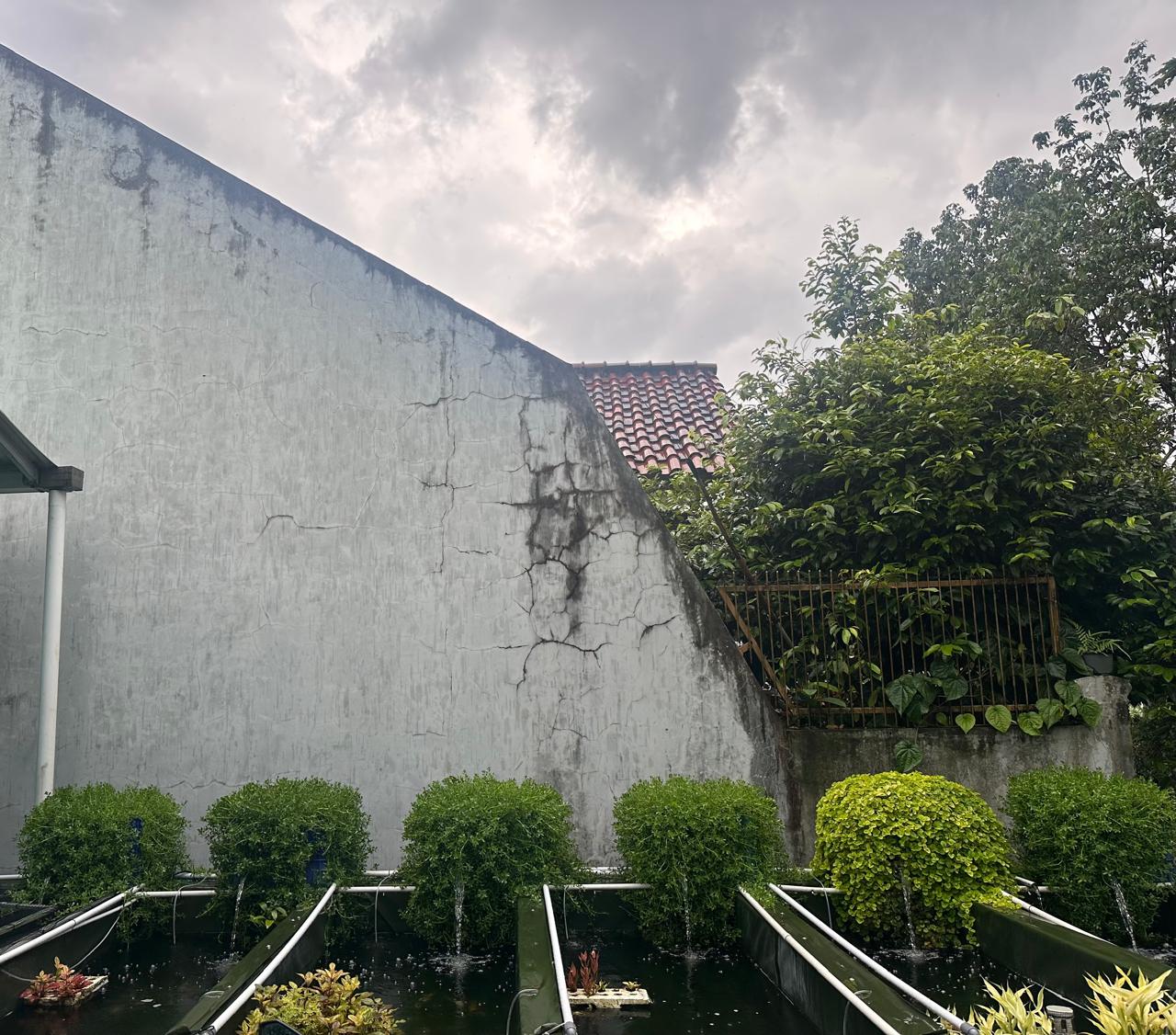 🧪 Riset Terkini: Pembesaran Denisonii & Golden di Bak Beton Berfilter – Rahasia Calon Induk yang Tangguh!