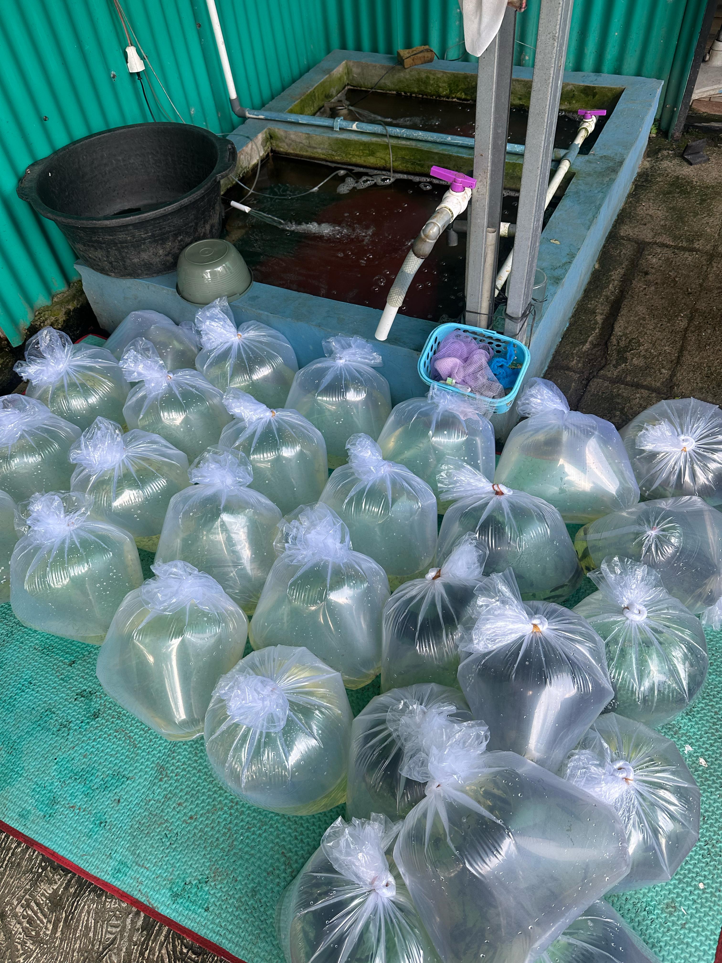 Bogorian Aquatics Jalin Kerja Sama Ekspor dengan Eksportir Deden:  Langkah Baru Menuju Pasar Global